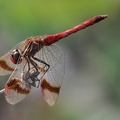 Gebänderte Heidelibelle (Sympetrum pedemontanum)